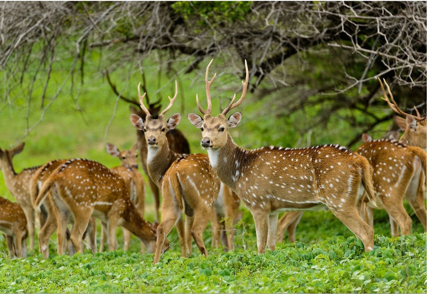 Wildlife